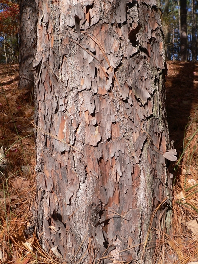 {Pinus palustris}